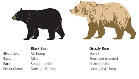 Black bear vs grizzly bear. Things To Know About Black bear vs grizzly bear. 